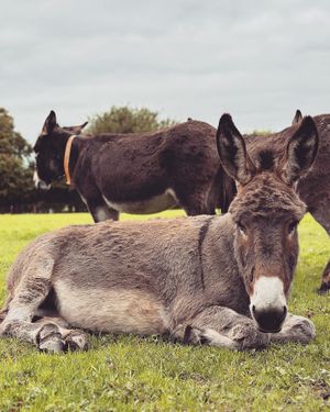   at The Donkey Sanctuary in Mallow