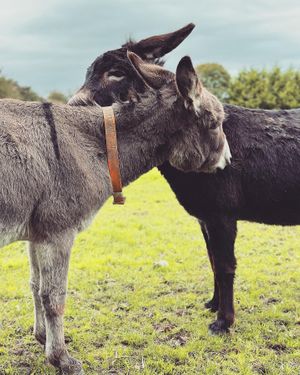   at The Donkey Sanctuary in Mallow
