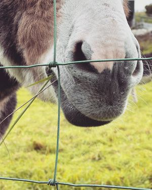   at The Donkey Sanctuary in Mallow