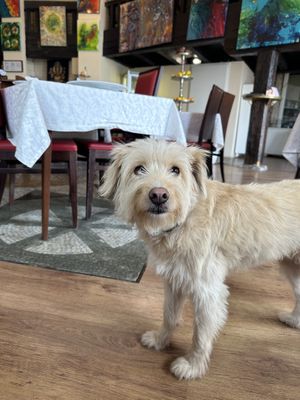 Doggie in a restaurant   at PiranArt Restaurant & Gelateria & Caffeteria in Piran