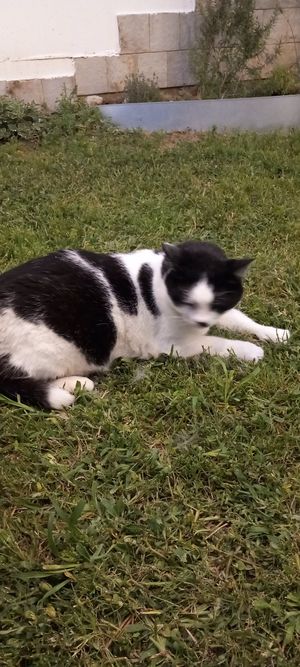  at La Veg Époque in San Benedetto Del Tronto