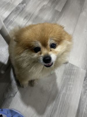 💜💜Peque  at The Vegan Shack in Panama City