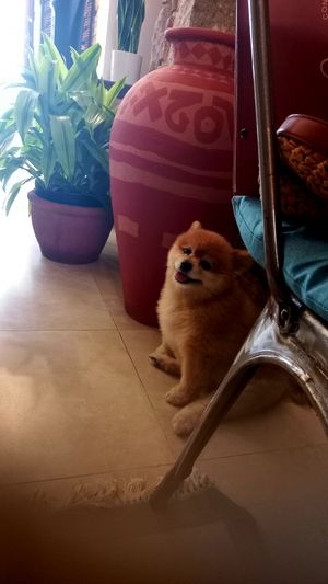 🥰 at The Vegan Shack in Panama City