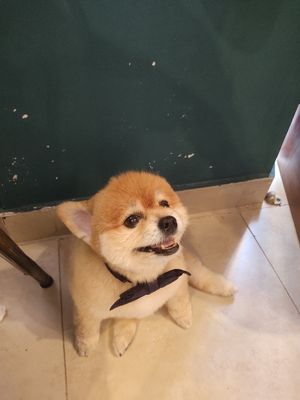 Dog! at The Vegan Shack in Panama City