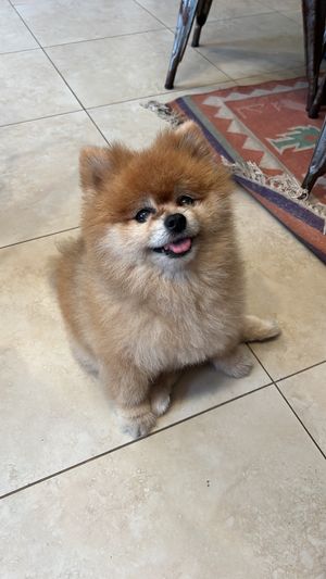 Peque  at The Vegan Shack in Panama City