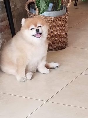 Mascot at The Vegan Shack in Panama City