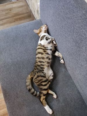 Resident cat at Loving Hut Chay Hoàng Kim 99 in Ha Long