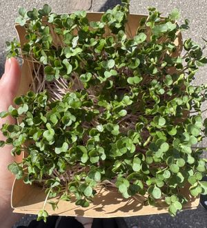   at Naturalia in Bolzano