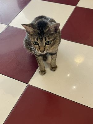 The friendly cat   at Nha Toi in Ho Chi Minh City