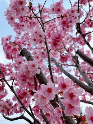   at Vegan Ramen Mei - Condesa in Mexico City