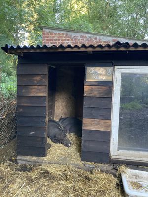   at Feathery Forest in Maarkedal