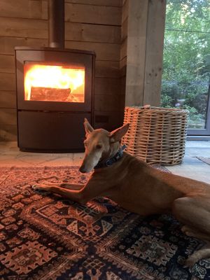   at Feathery Forest in Maarkedal