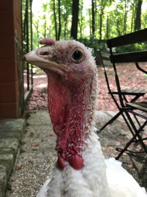  at Feathery Forest in Maarkedal