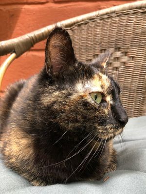  at Feathery Forest in Maarkedal