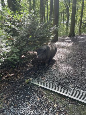   at Feathery Forest in Maarkedal