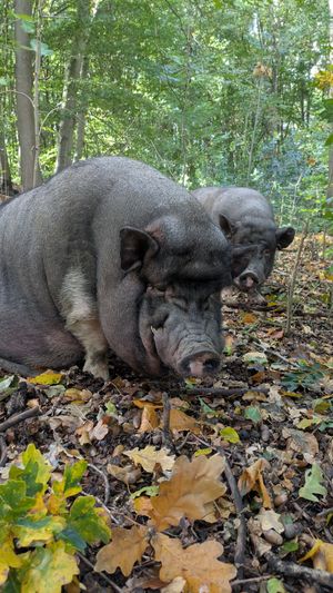  at Feathery Forest in Maarkedal
