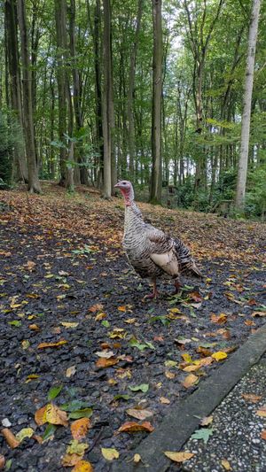  at Feathery Forest in Maarkedal