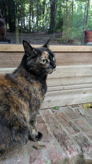  at Feathery Forest in Maarkedal