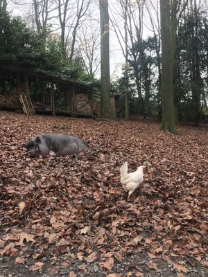   at Feathery Forest in Maarkedal