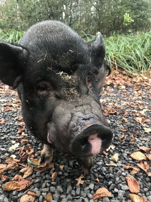   at Feathery Forest in Maarkedal