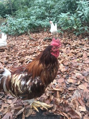   at Feathery Forest in Maarkedal