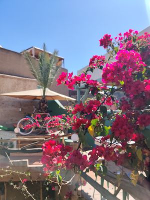  at Pikala Cafe in Marrakech