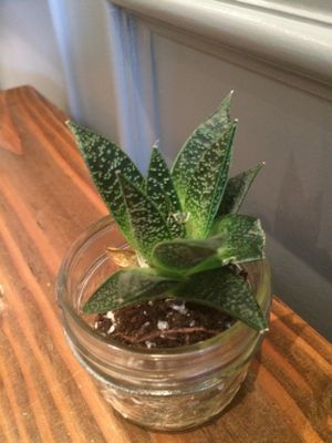 Decor :) at Tori's Bakeshop - The Beach in Toronto