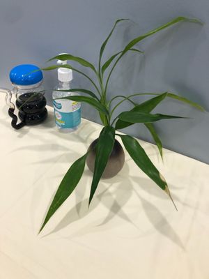 Real plant :) at Bodhi Village in Flushing