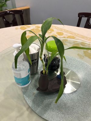 Real bamboo  at Bodhi Village in Flushing