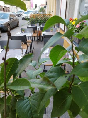Sehr netter Gastgarten at Schlicht Vegan in Vienna