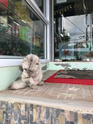 Cherry, sitting outside. at Bang Rak Minimart in Koh Samui