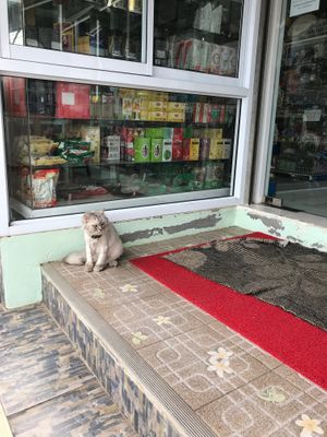 Do not pet Cherry.  at Bang Rak Minimart in Koh Samui