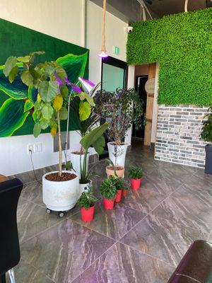 Lovely plants inside at Avec in Jeju