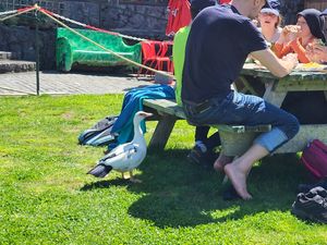 Hungry duck😅🤣✌🏽 at O Moinho Terrace Cafe in Ribeira Grande
