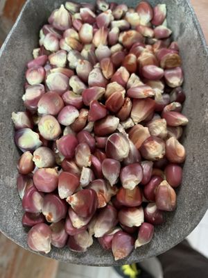 Maíz rosita criollo de Guanajuato   at Ecosentli in Mexico City