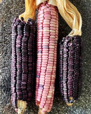 Especialistas en maíz   at Ecosentli in Mexico City
