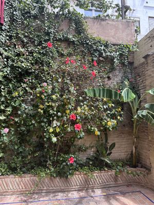 Flowers on the back patio  at Bluebell Coffee Roasters in Valencia