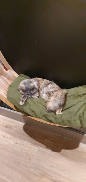 Eine der vielen Katzen at Katzentempel - Hamburg in Hamburg