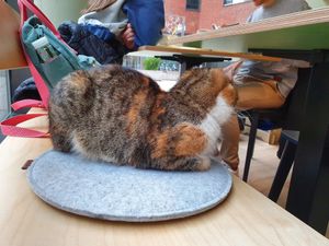 Mitbewohner, aber nicht essbar :-) at Katzentempel - Hamburg in Hamburg