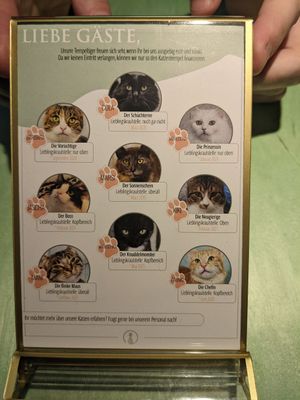 All the cats 🐱 at Katzentempel - Hamburg in Hamburg