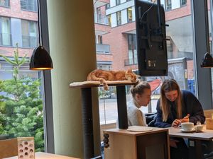 Kitty kitty 🐈🐈 at Katzentempel - Hamburg in Hamburg