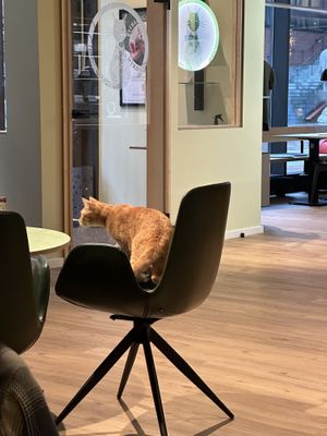   at Katzentempel - Hamburg in Hamburg