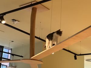   at Katzentempel - Hamburg in Hamburg