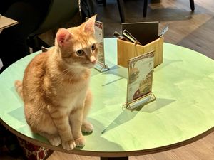   at Katzentempel - Hamburg in Hamburg