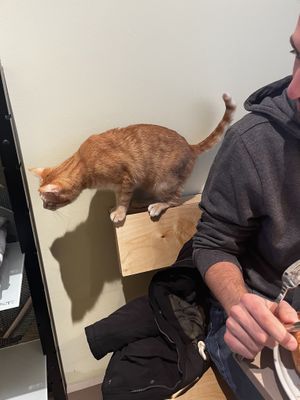   at Katzentempel - Hamburg in Hamburg