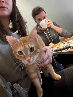   at Katzentempel - Hamburg in Hamburg