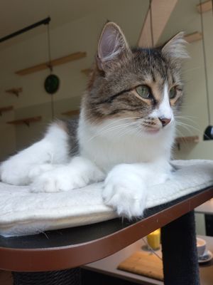  at Katzentempel - Hamburg in Hamburg