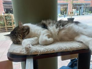  at Katzentempel - Hamburg in Hamburg