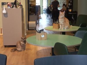  at Katzentempel - Hamburg in Hamburg