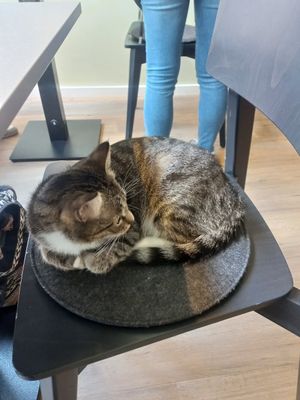  at Katzentempel - Hamburg in Hamburg